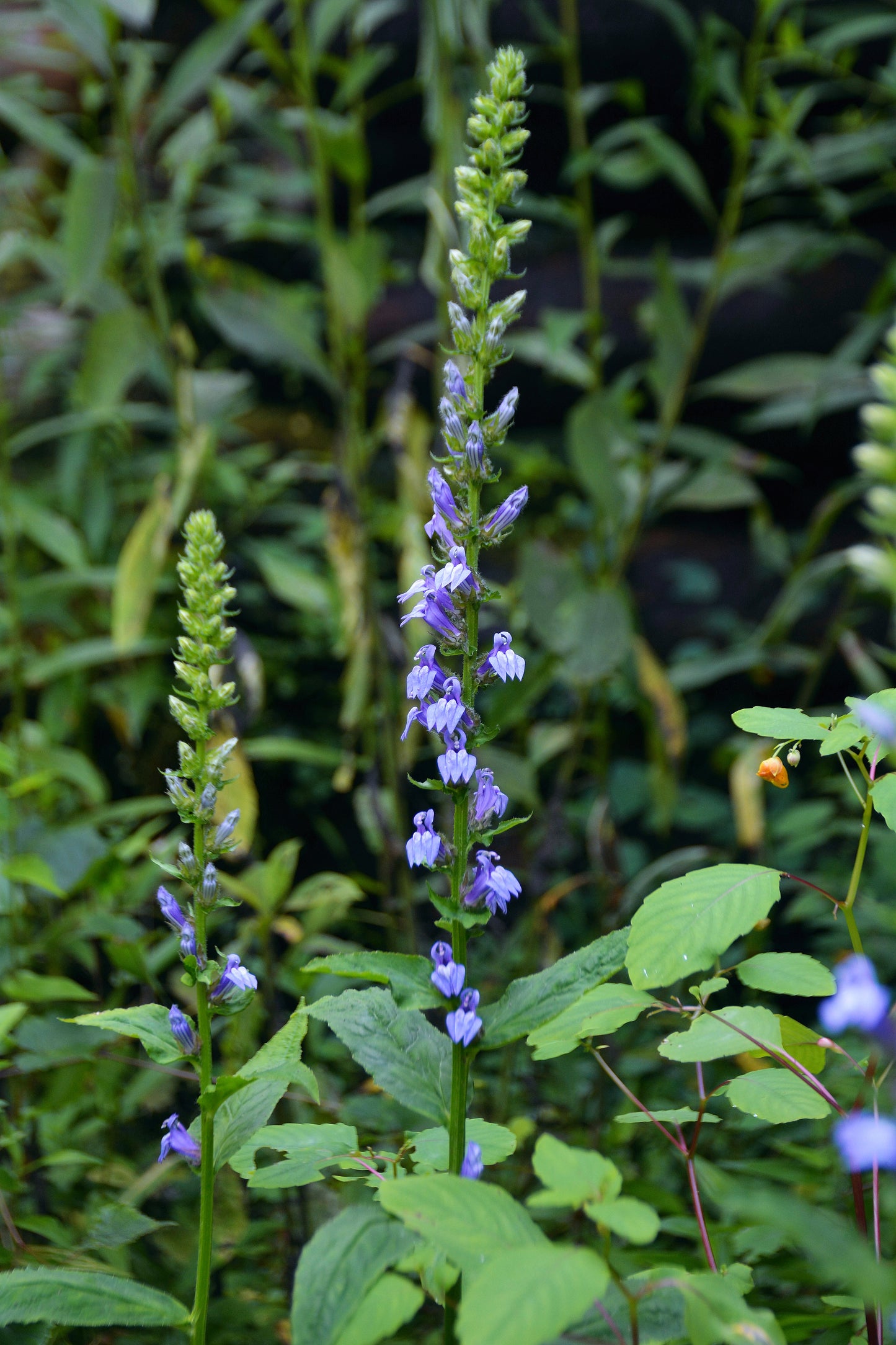 Lobelia siphilitica (great blue lobelia)