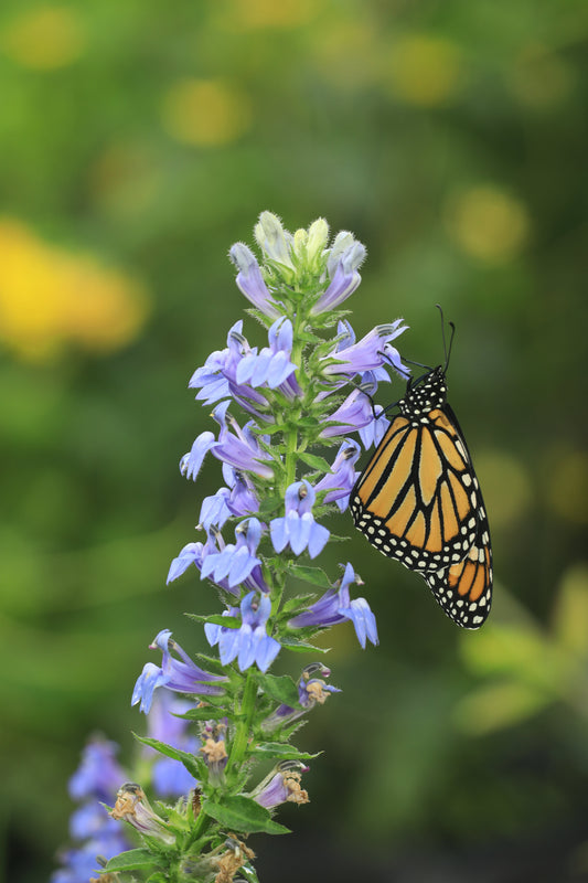 Lobelia siphilitica (great blue lobelia)