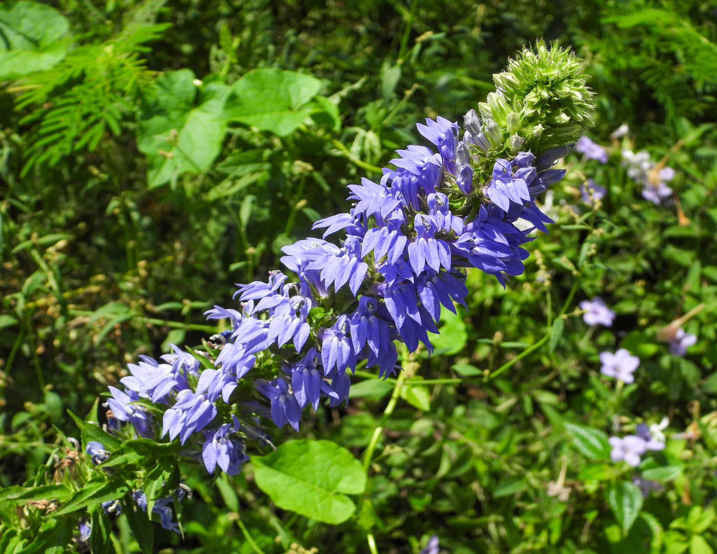 Lobelia siphilitica (great blue lobelia)