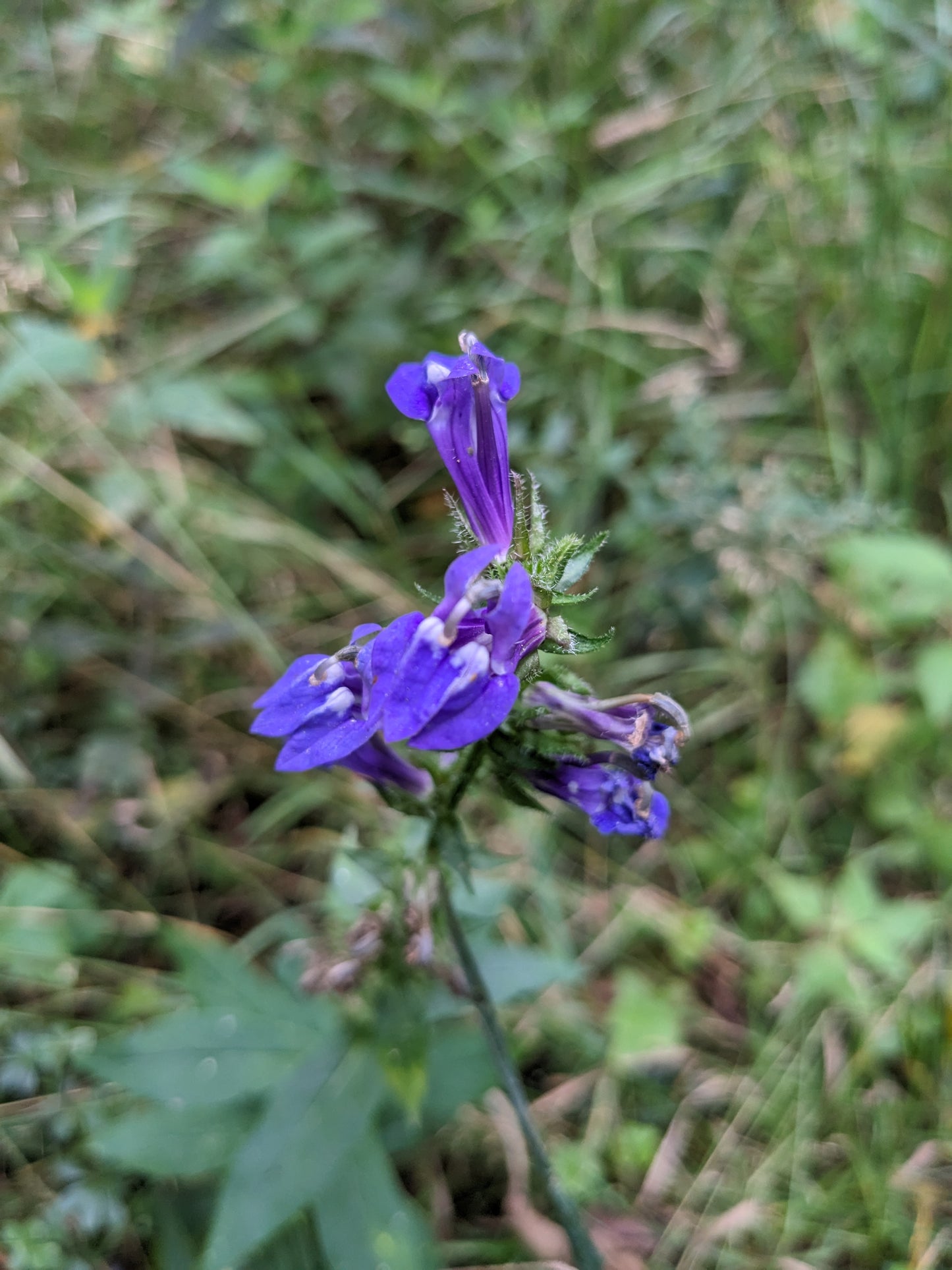 Lobelia siphilitica (great blue lobelia)