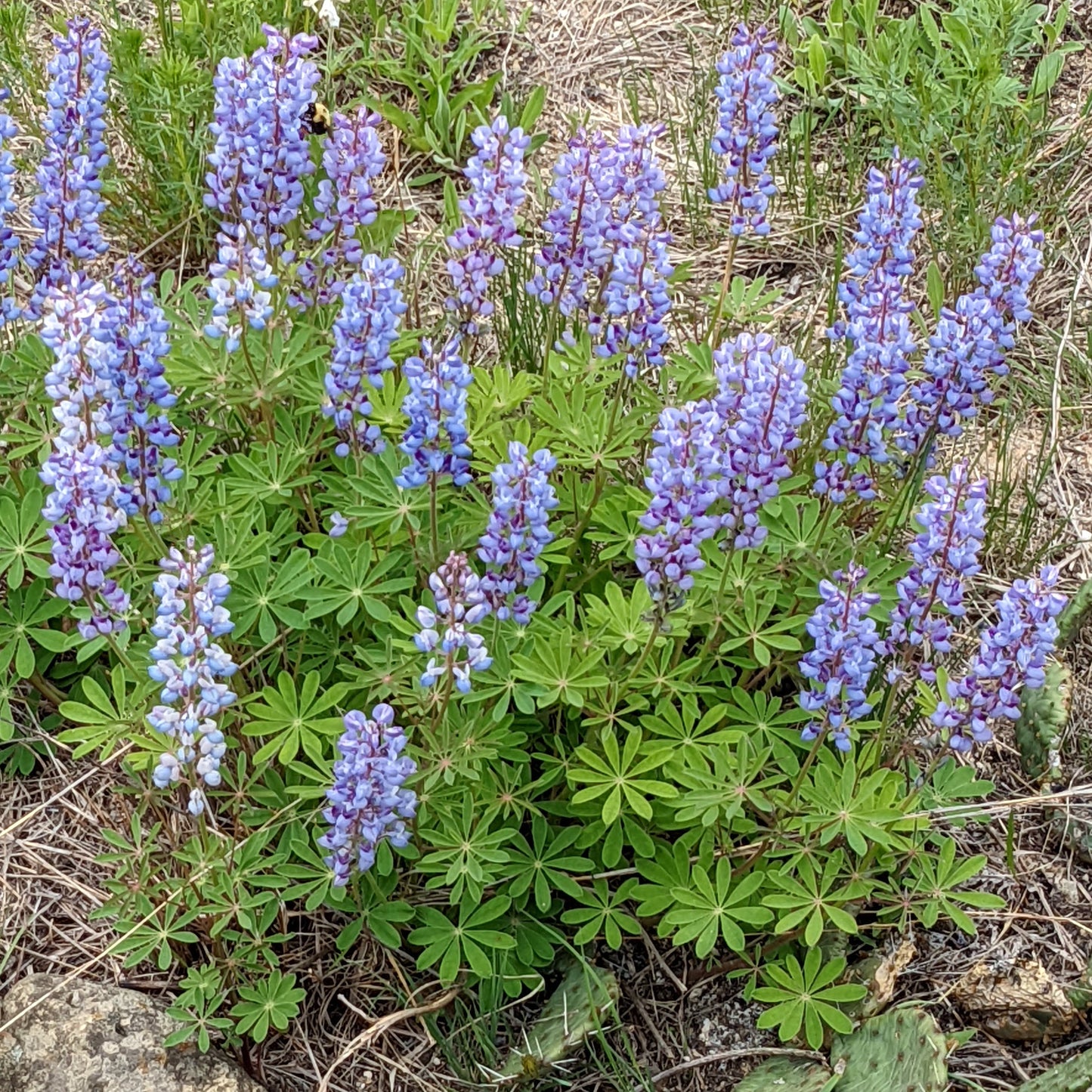 Lupinus perennis (sundial lupine)