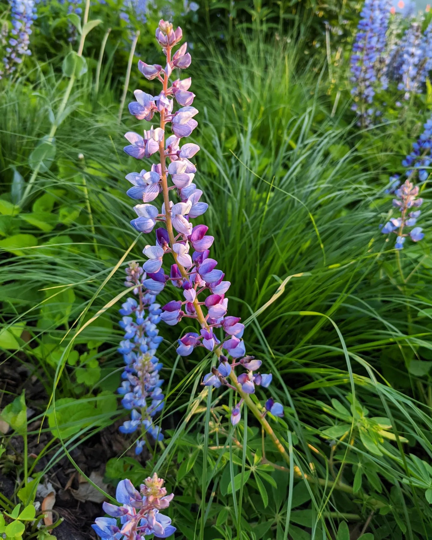 Lupinus perennis (sundial lupine)