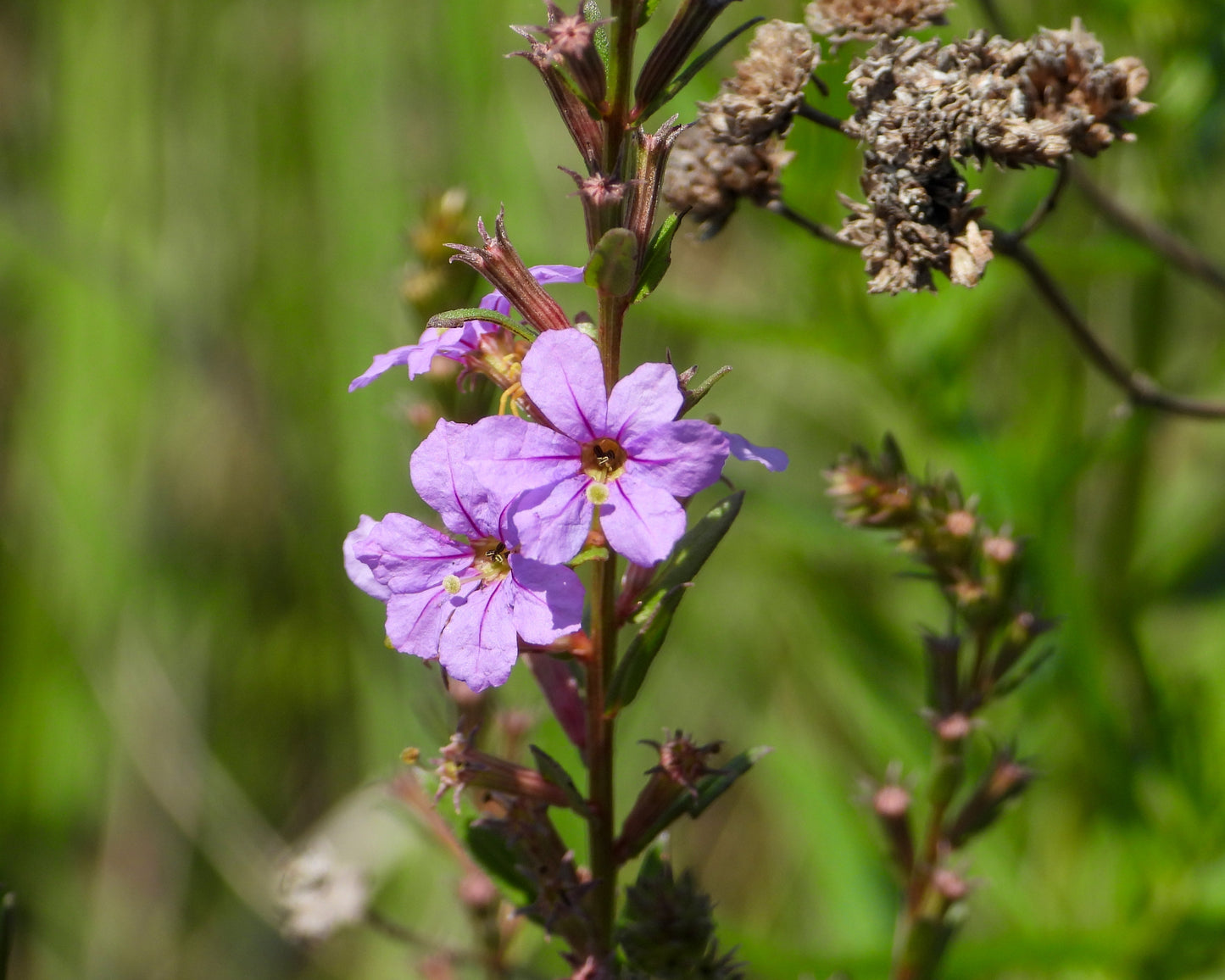 Lythrum alatum (winged loosestrife)