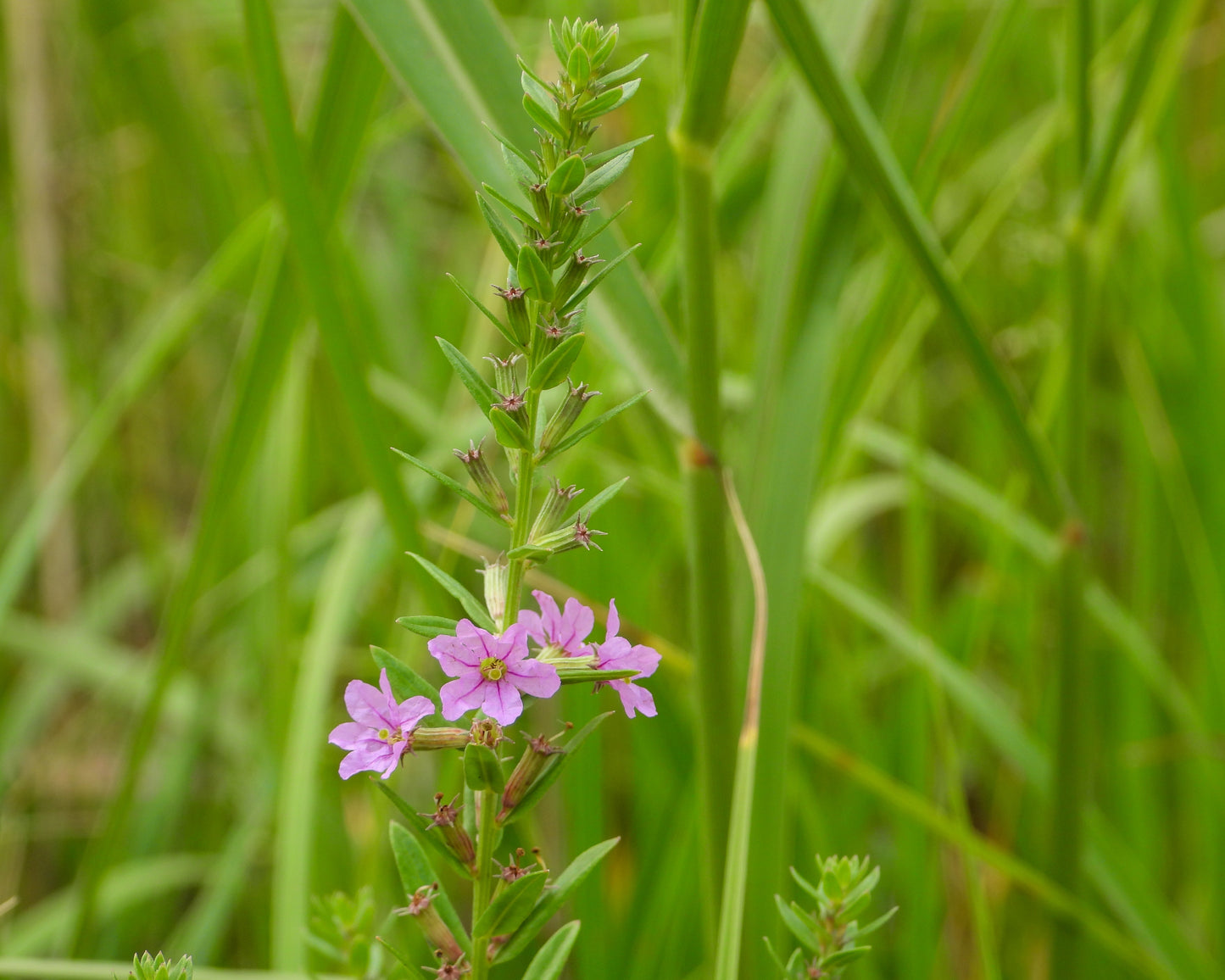 Lythrum alatum (winged loosestrife)