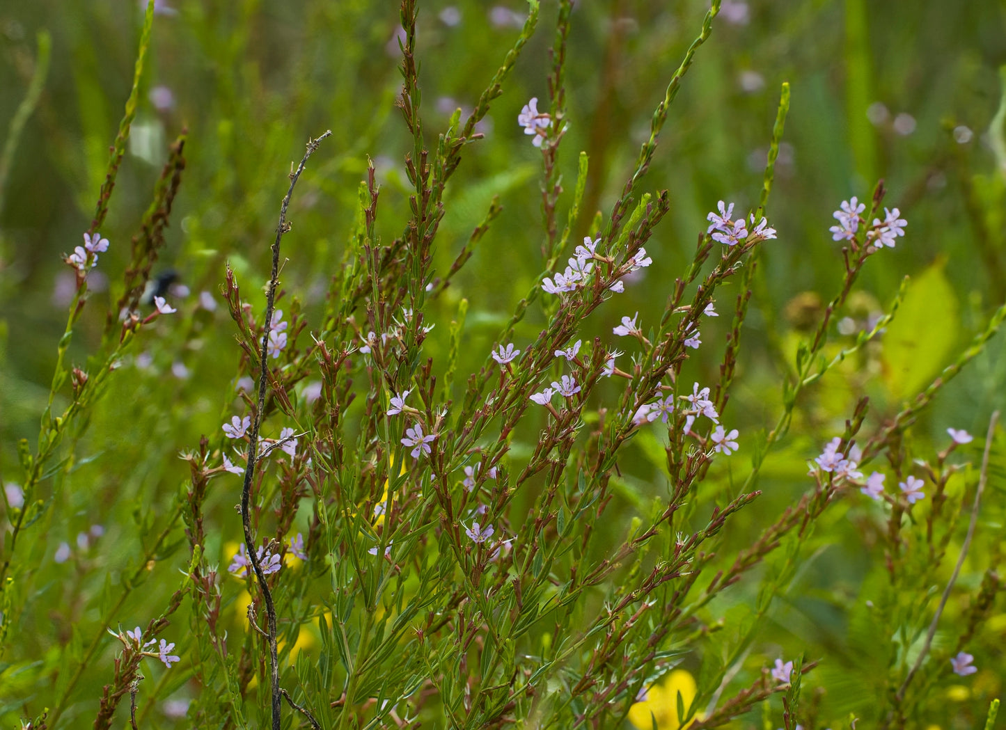 Lythrum alatum (winged loosestrife)