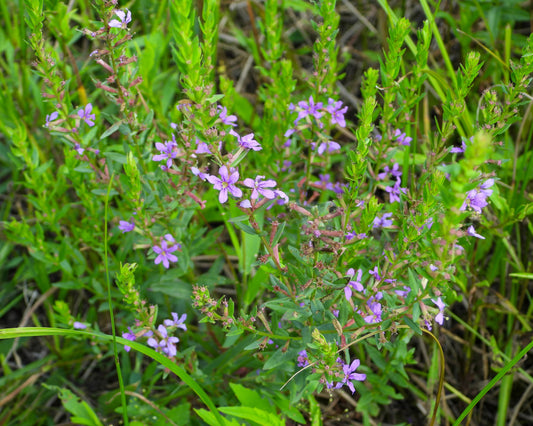 Lythrum alatum (winged loosestrife)