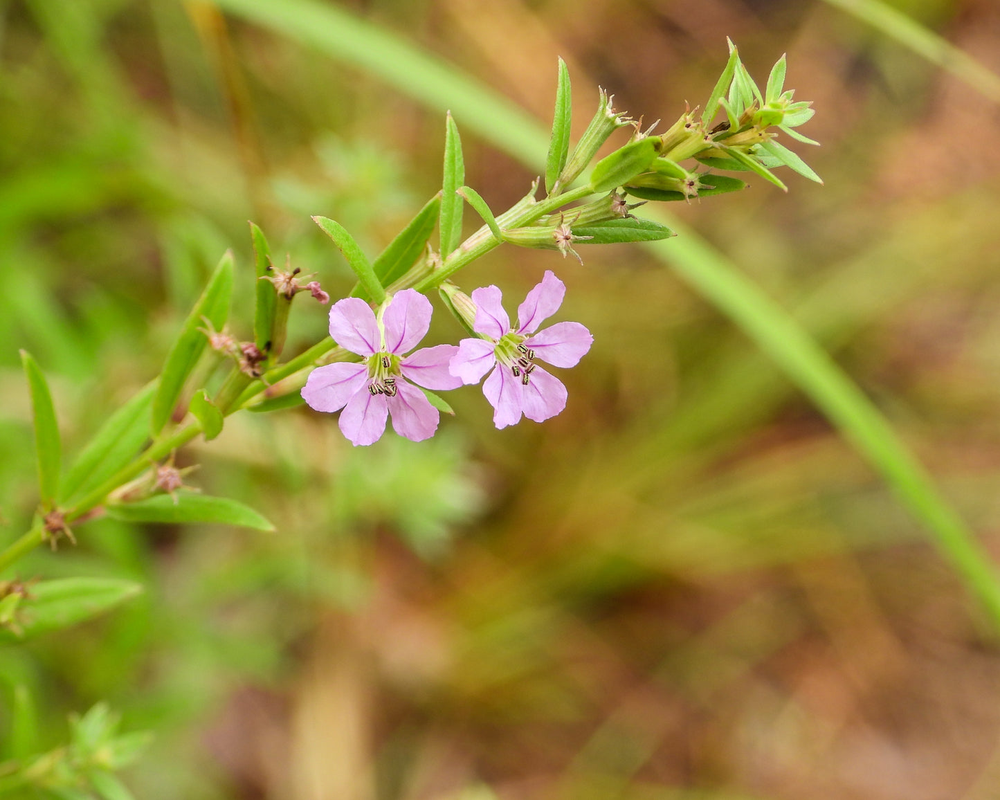 Lythrum alatum (winged loosestrife)