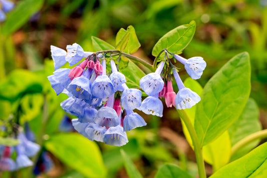 Mertensia virginica (Virginia bluebells)