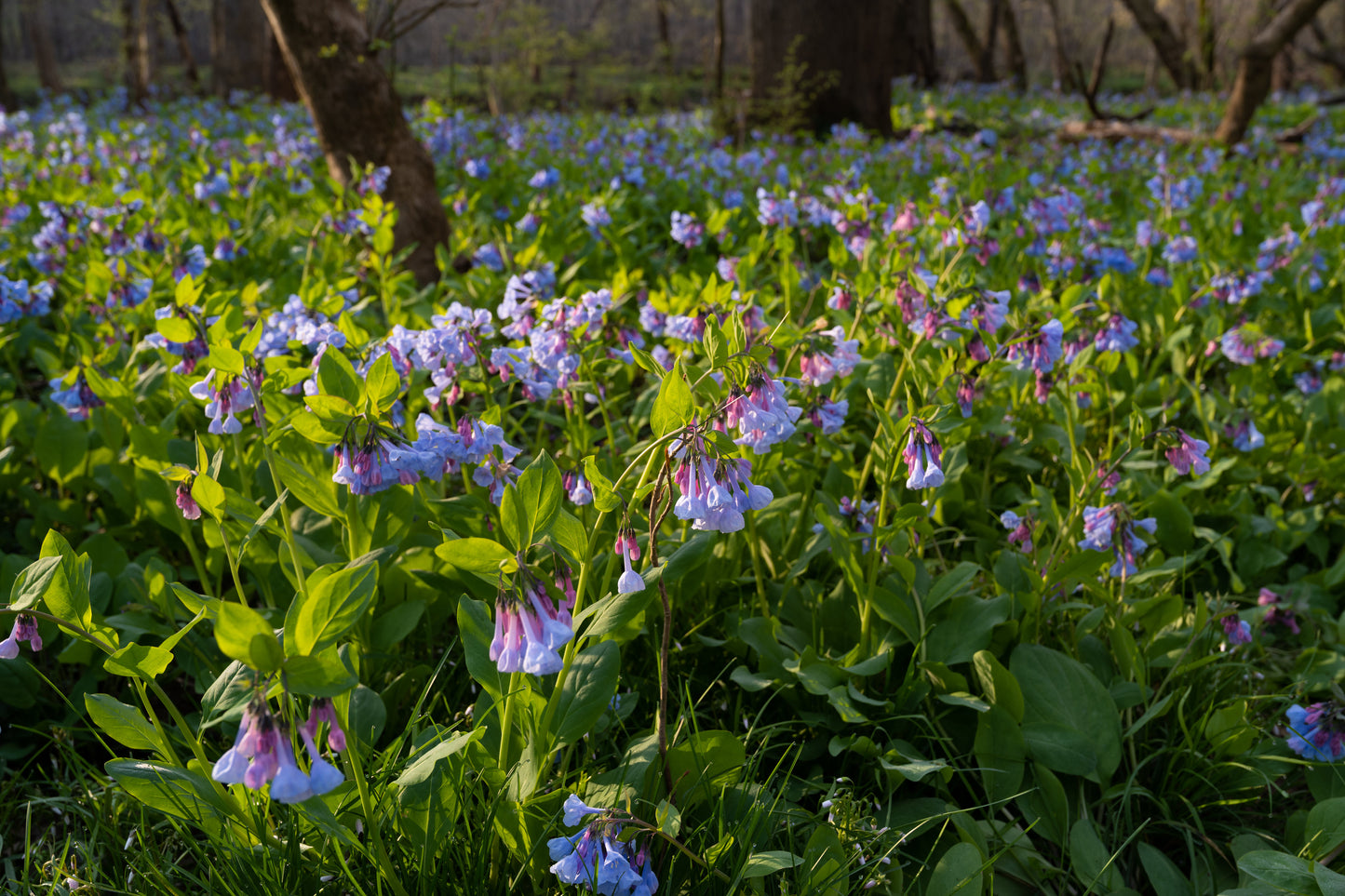 Mertensia virginica (Virginia bluebells)