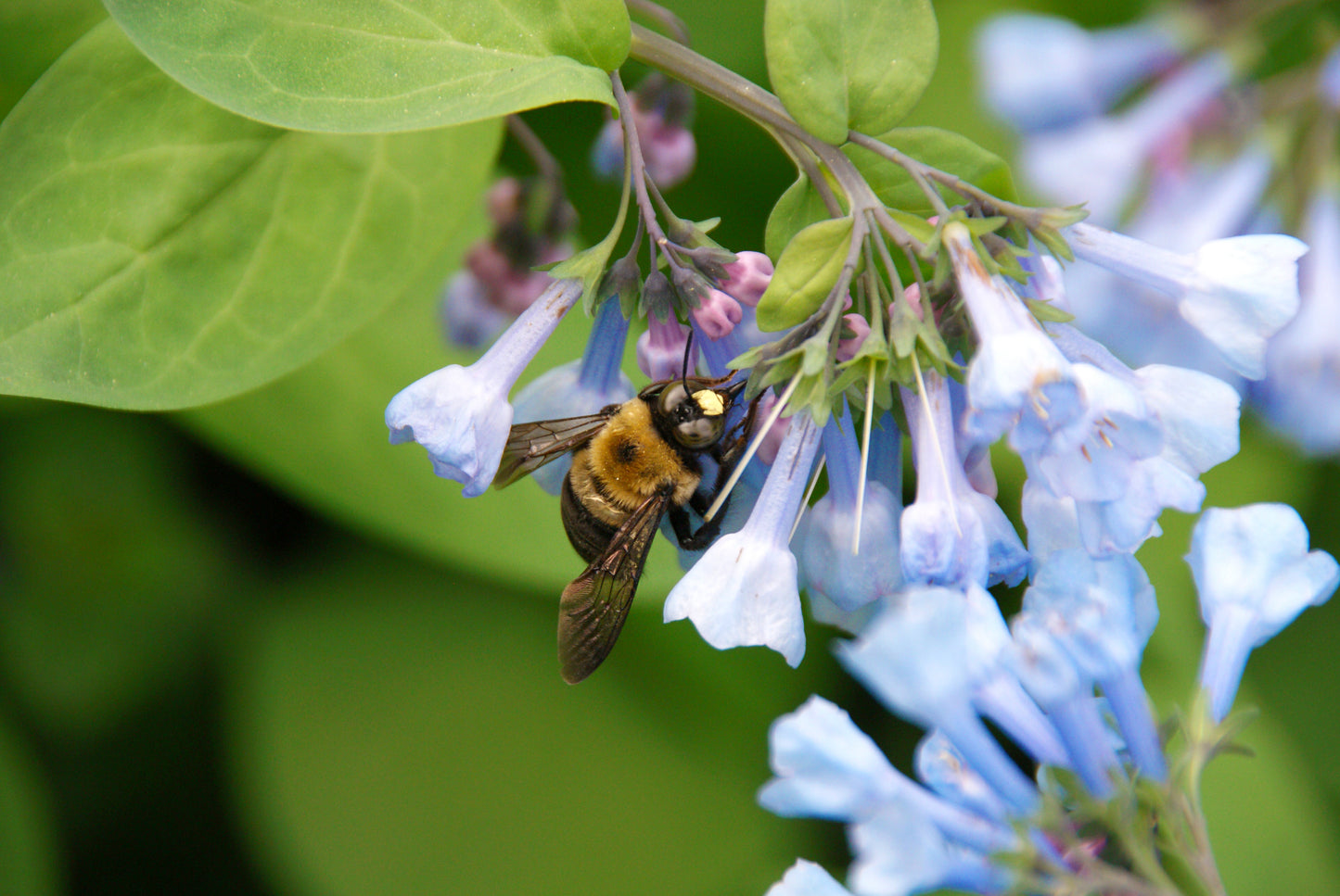 Mertensia virginica (Virginia bluebells)