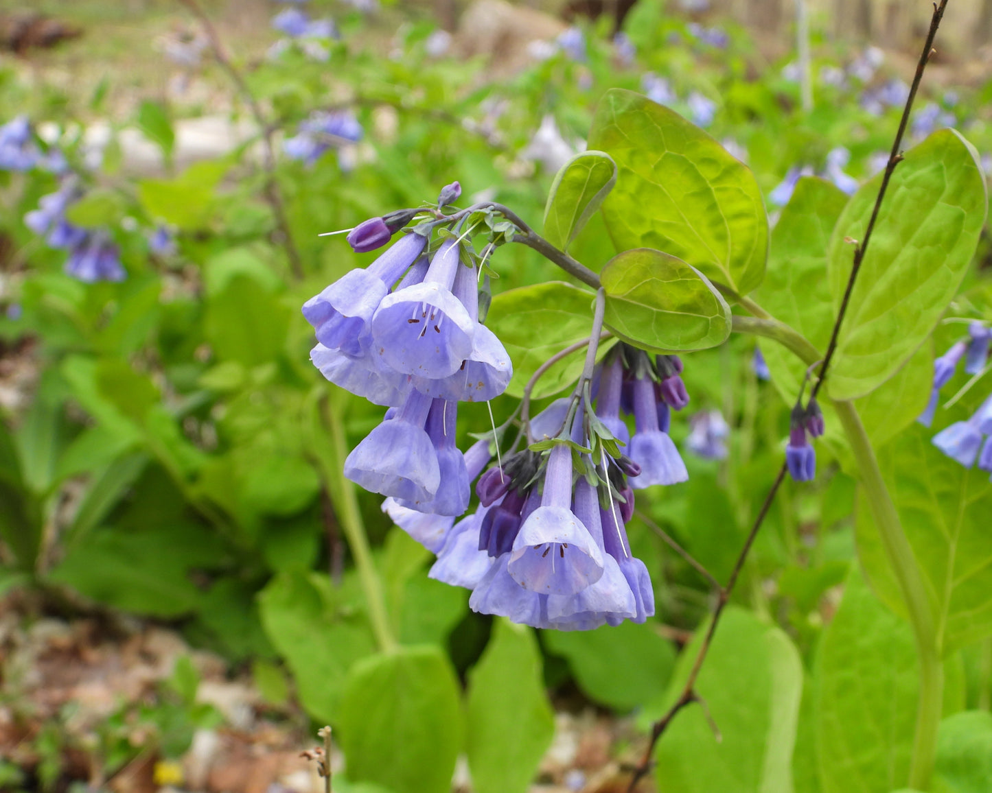 Mertensia virginica (Virginia bluebells)