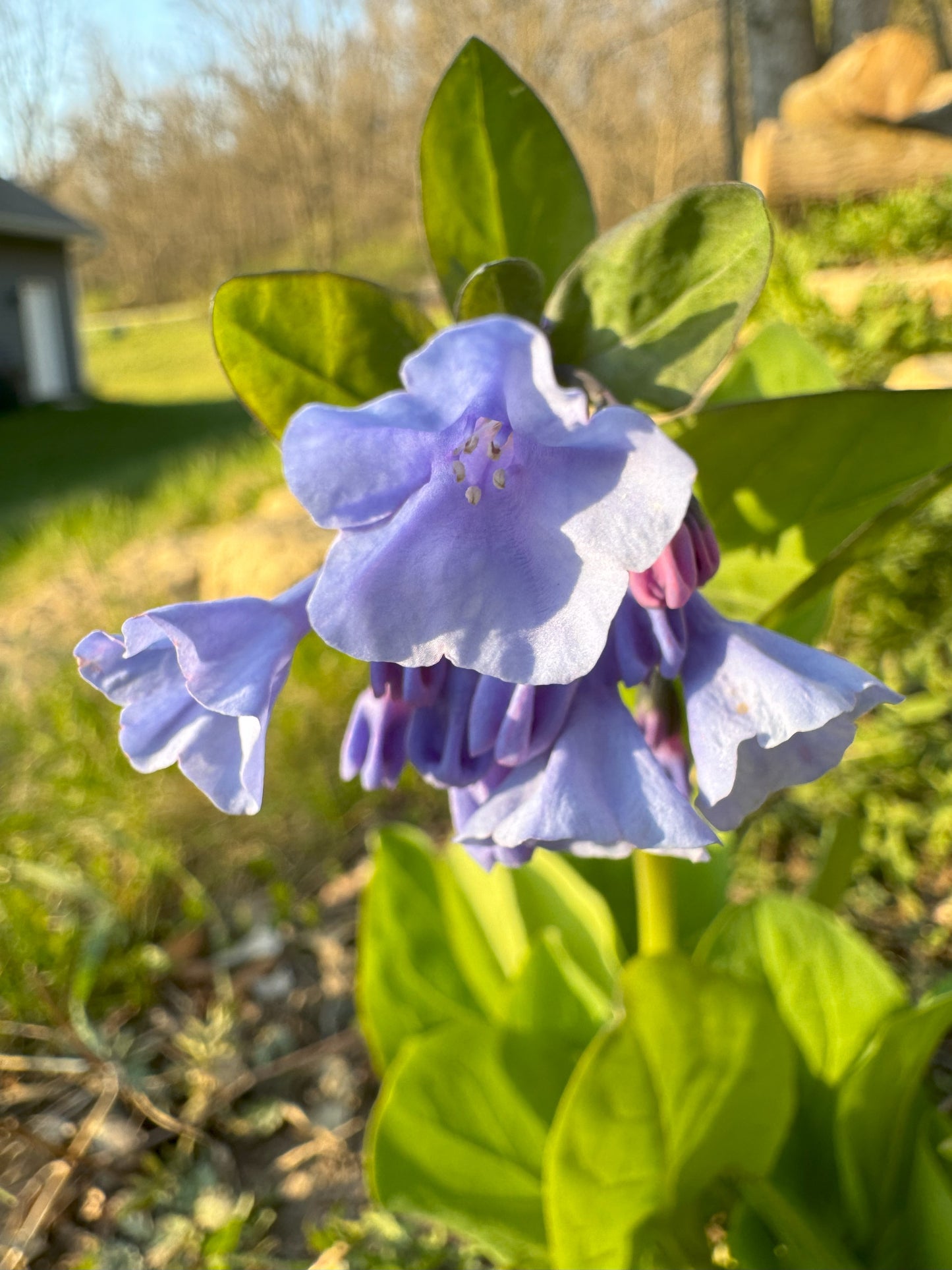 Mertensia virginica (Virginia bluebells)