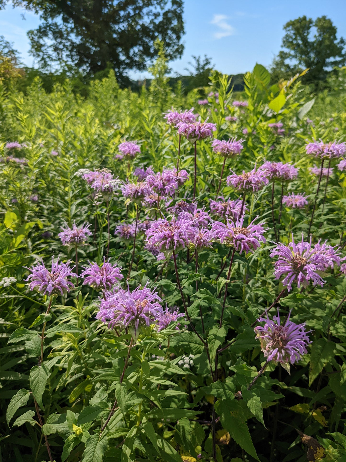 Monarda fistulosa (wild bergamot)