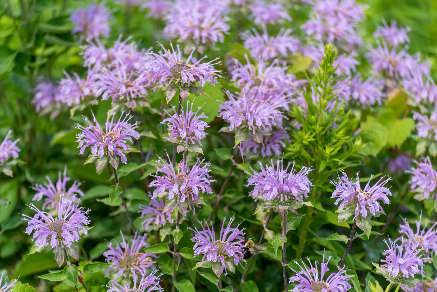 Monarda fistulosa (wild bergamot)