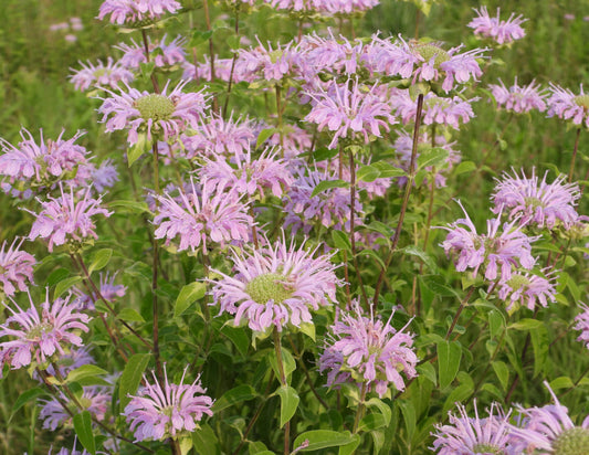 Monarda fistulosa (wild bergamot)