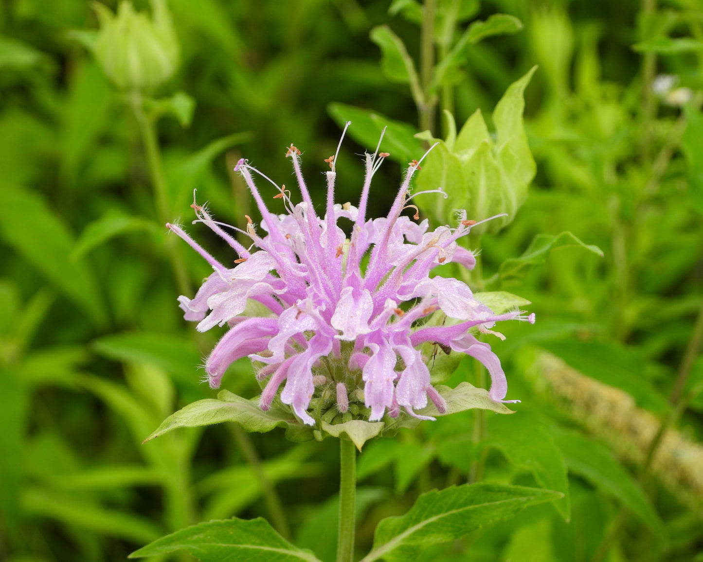 Monarda fistulosa (wild bergamot)