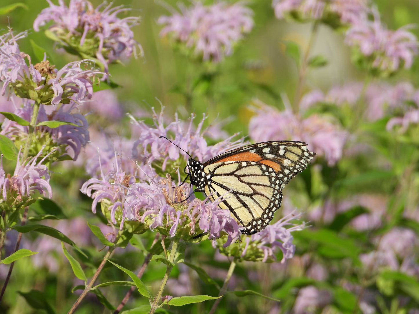 Monarda fistulosa (wild bergamot)