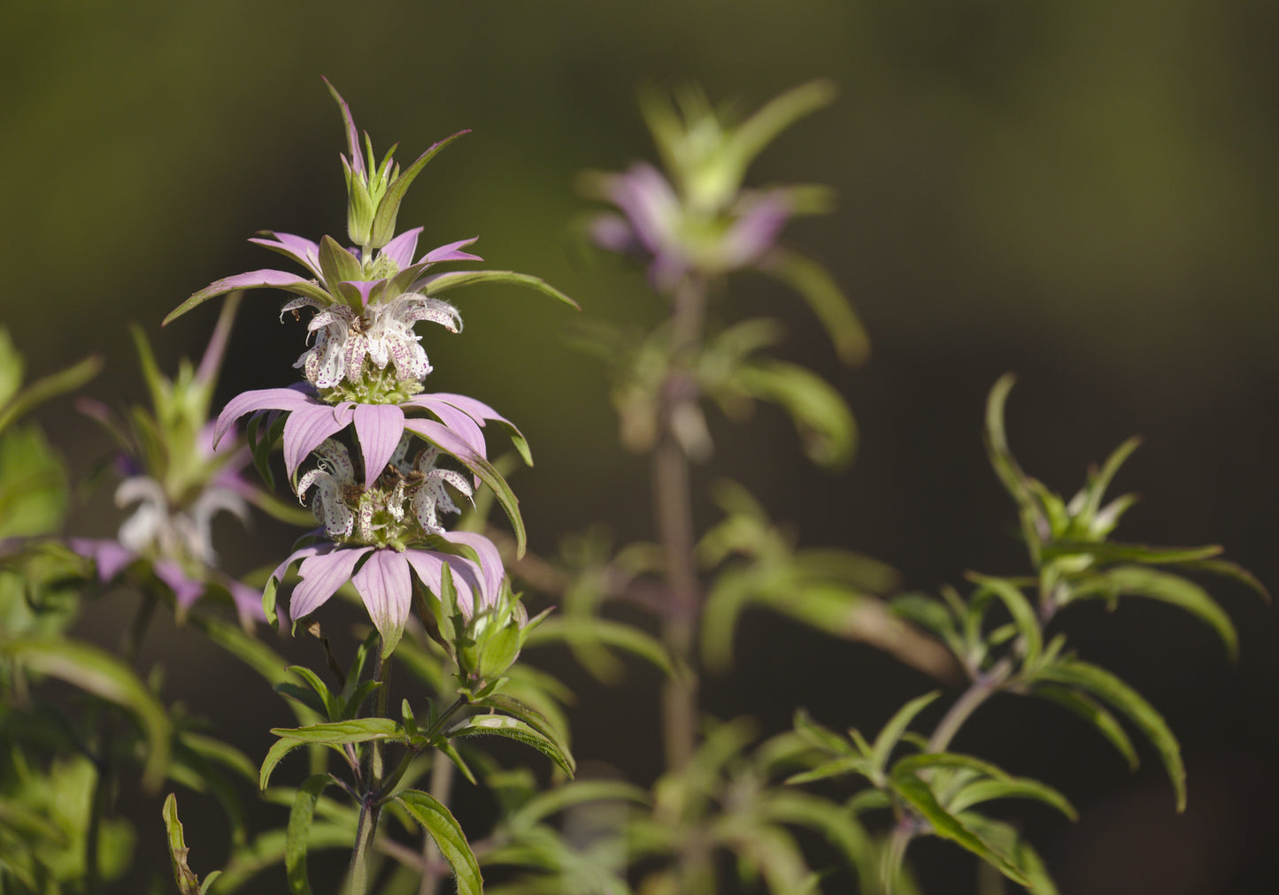 Monarda punctata (spotted bee balm)