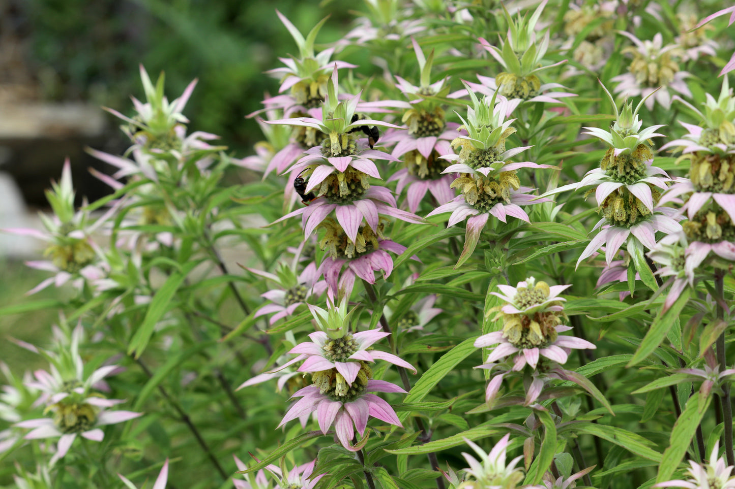 Monarda punctata (spotted bee balm)