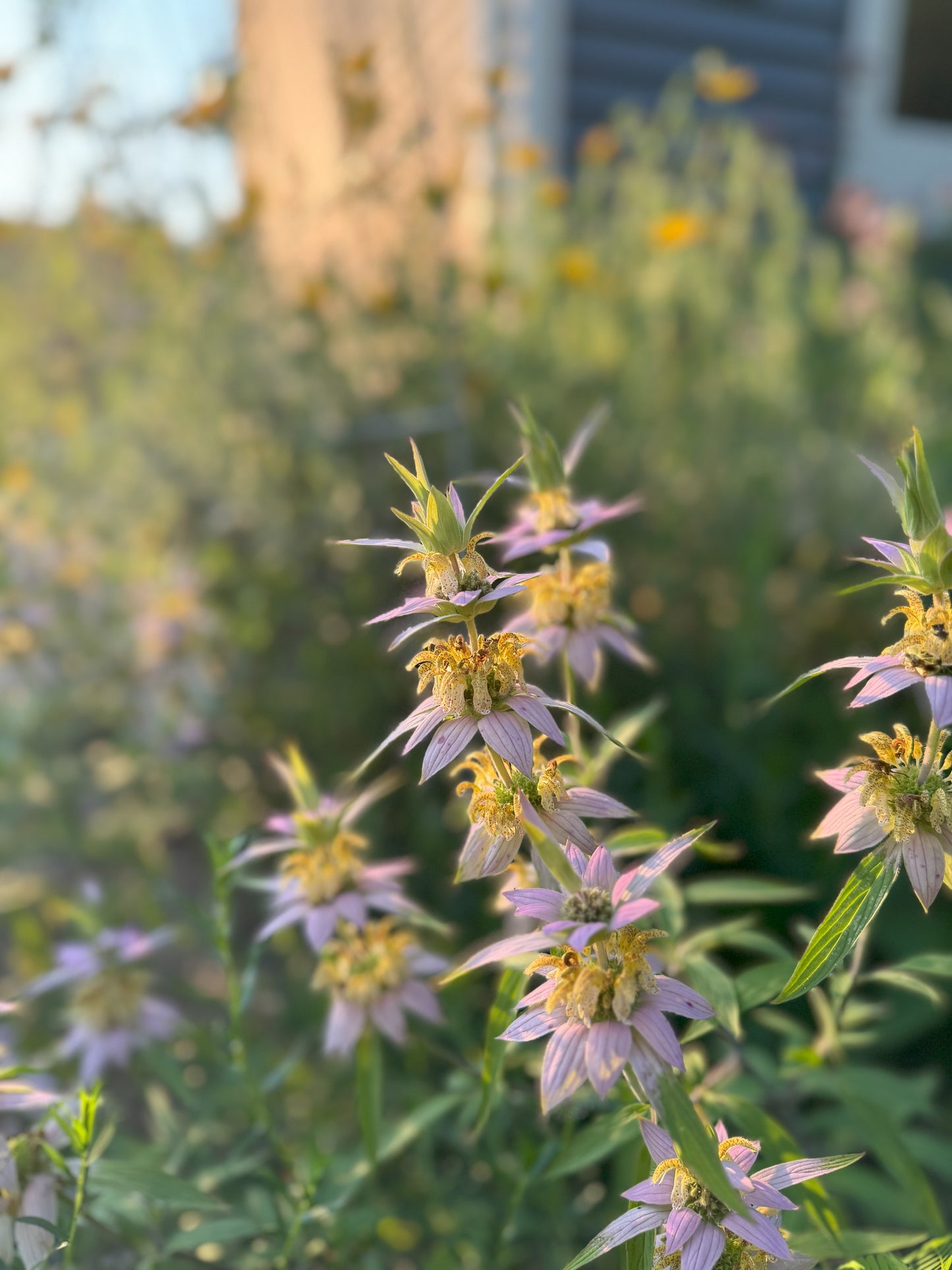 Monarda punctata (spotted bee balm)