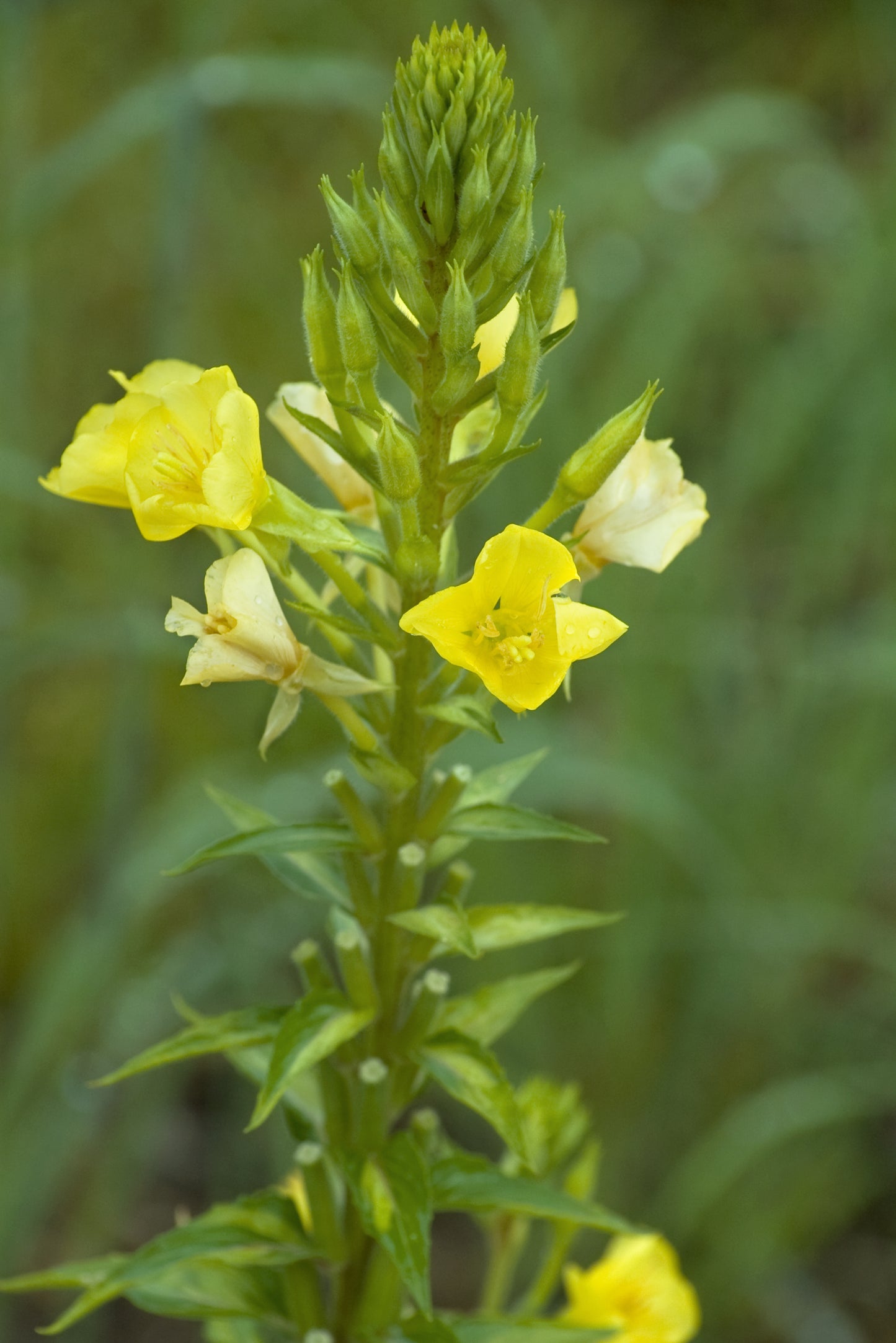 Oenothera biennis (common evening primrose)