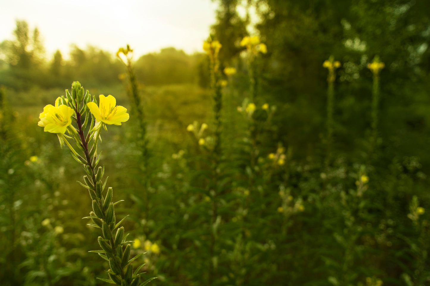 Oenothera biennis (common evening primrose)