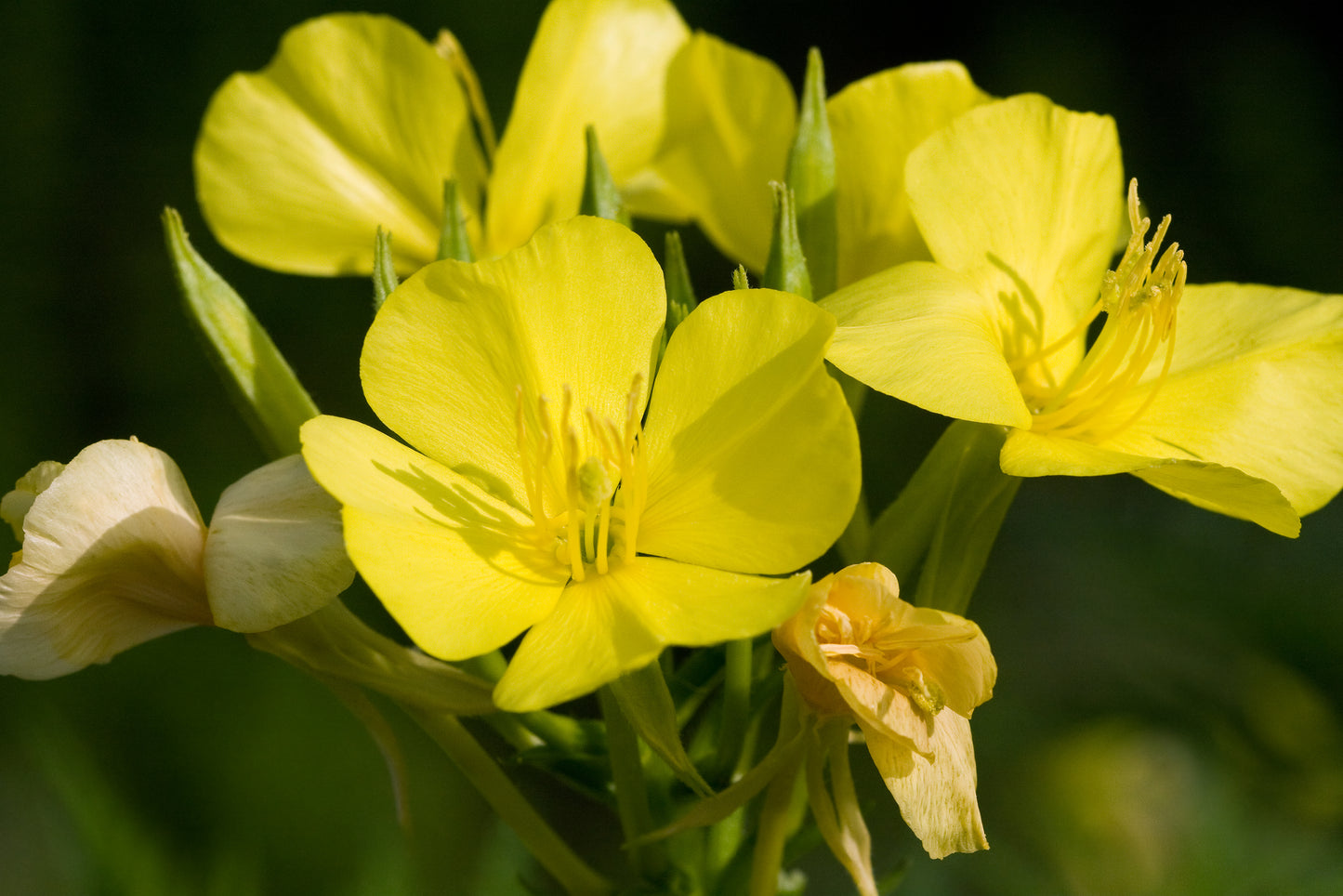 Oenothera biennis (common evening primrose)