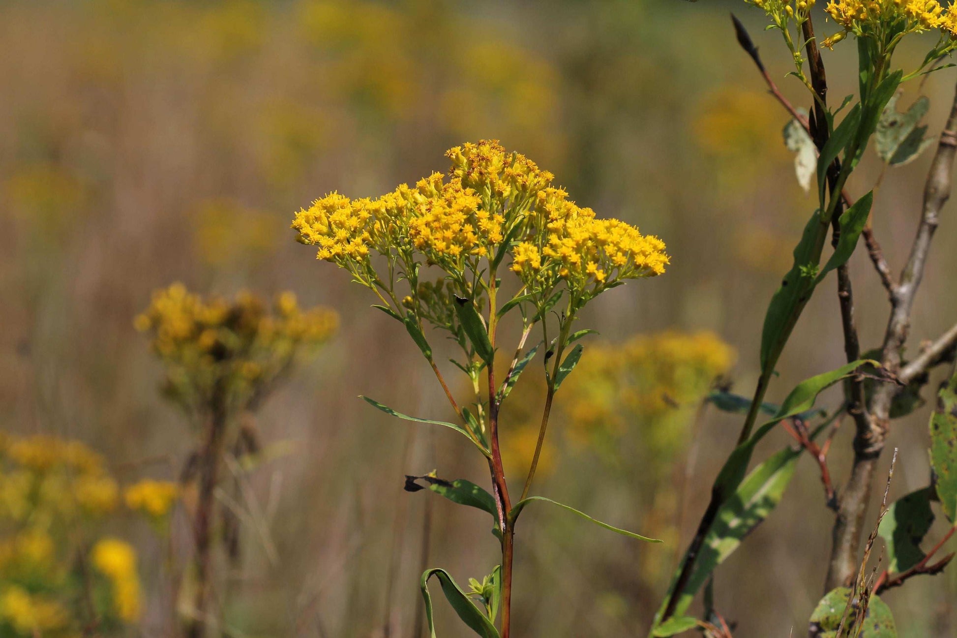 Oligoneuron ohioense (Ohio goldenrod)