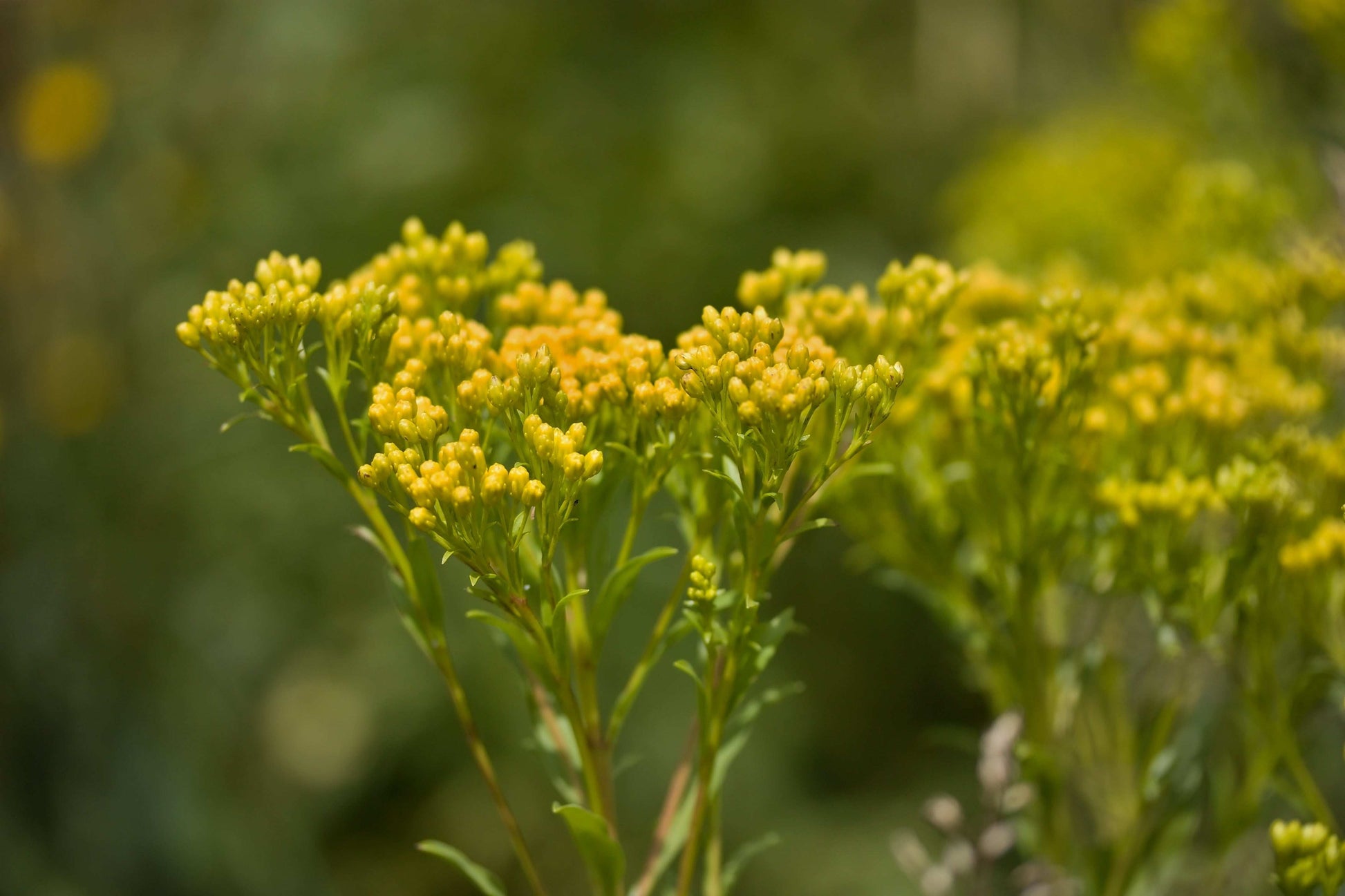 Oligoneuron ohioense (Ohio goldenrod)