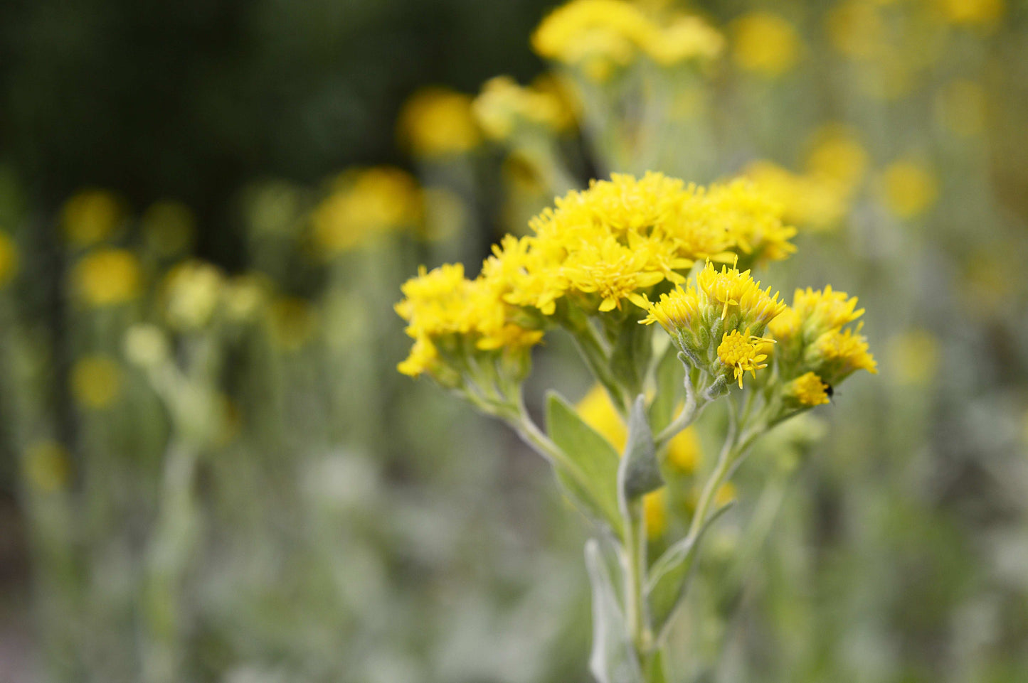 Oligoneuron rigidum (stiff goldenrod)