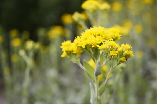 Oligoneuron rigidum (stiff goldenrod)