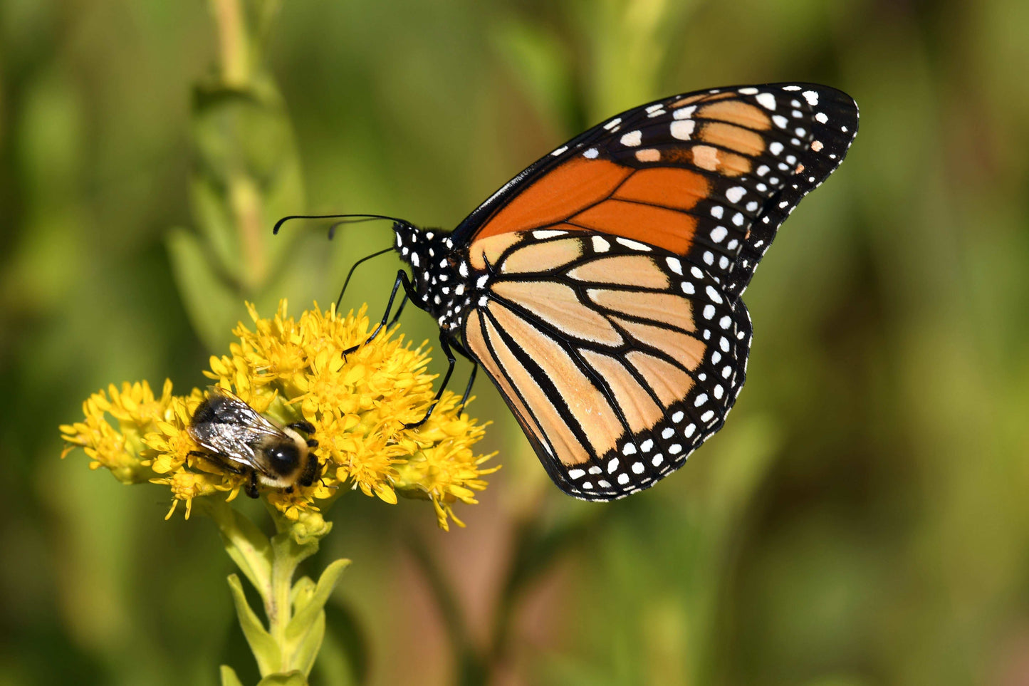 Oligoneuron rigidum (stiff goldenrod)