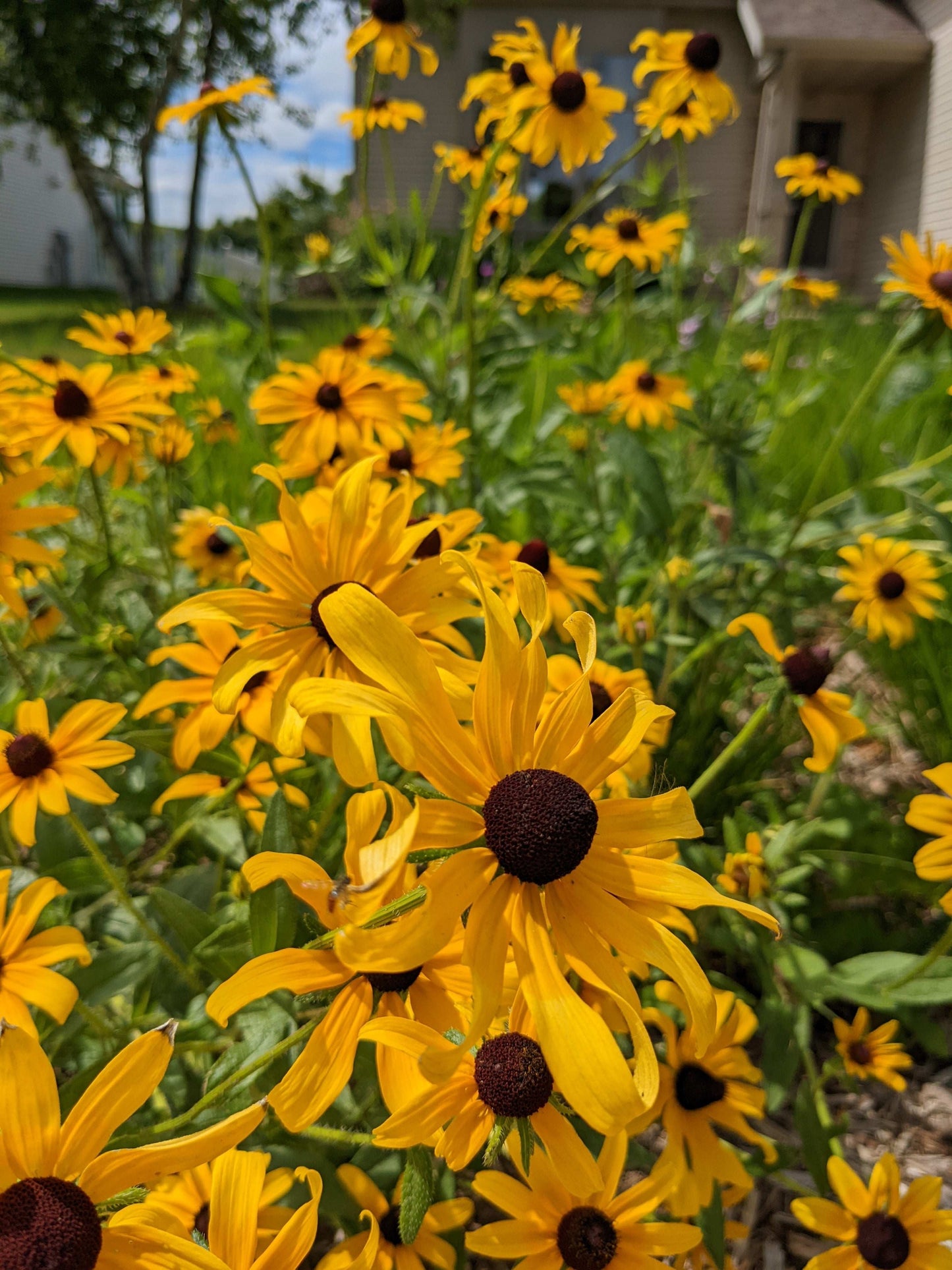 Rudbeckia hirta (black-eyed Susan)