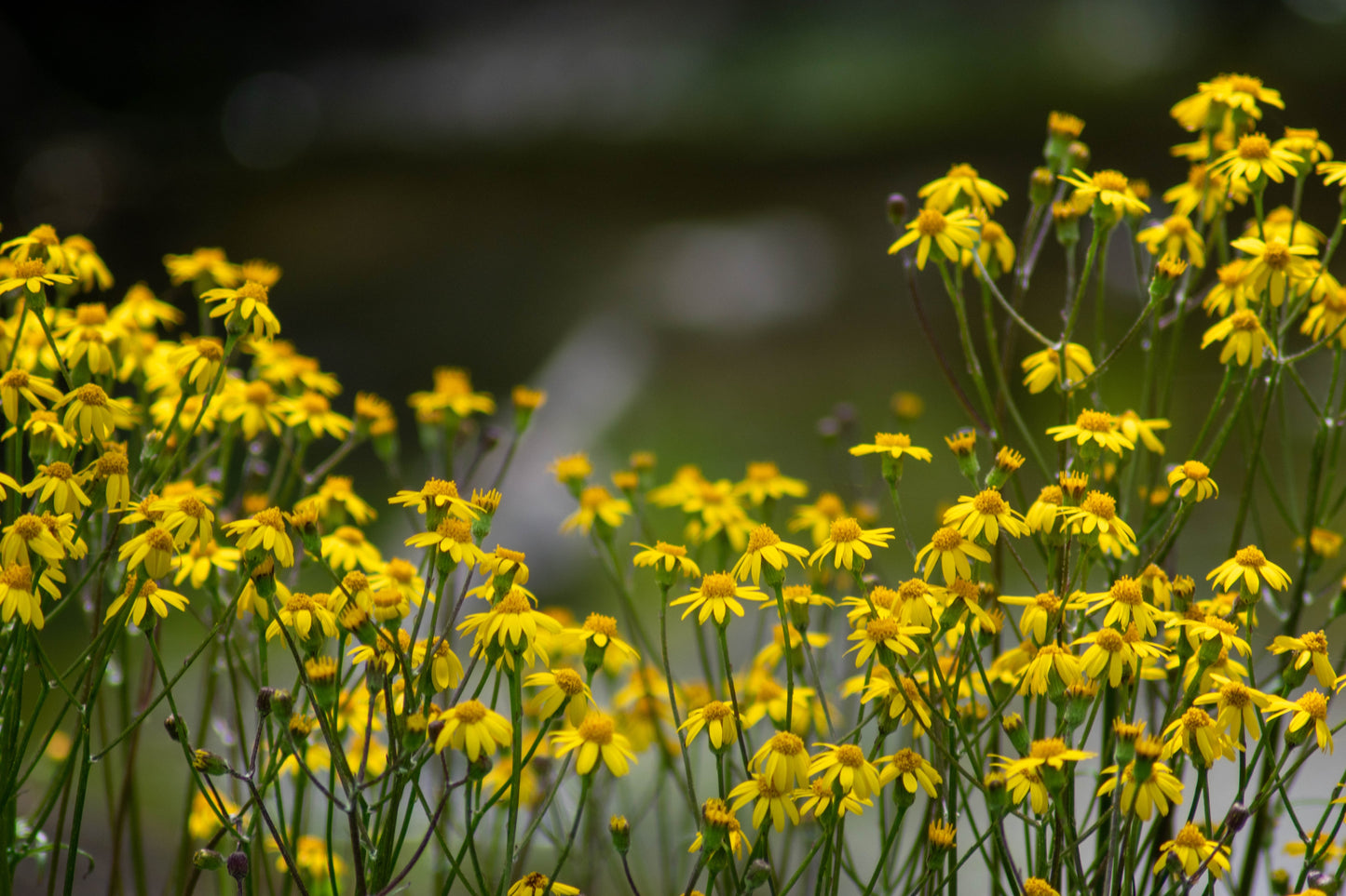 Packera aurea (golden ragwort)