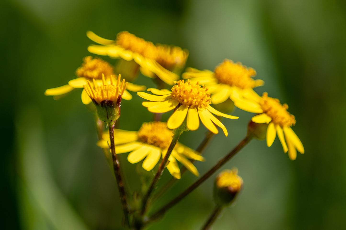 Packera aurea (golden ragwort)