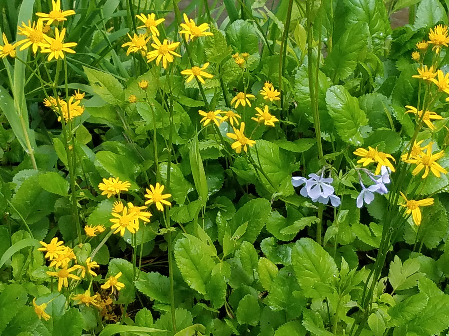 Packera aurea (golden ragwort)