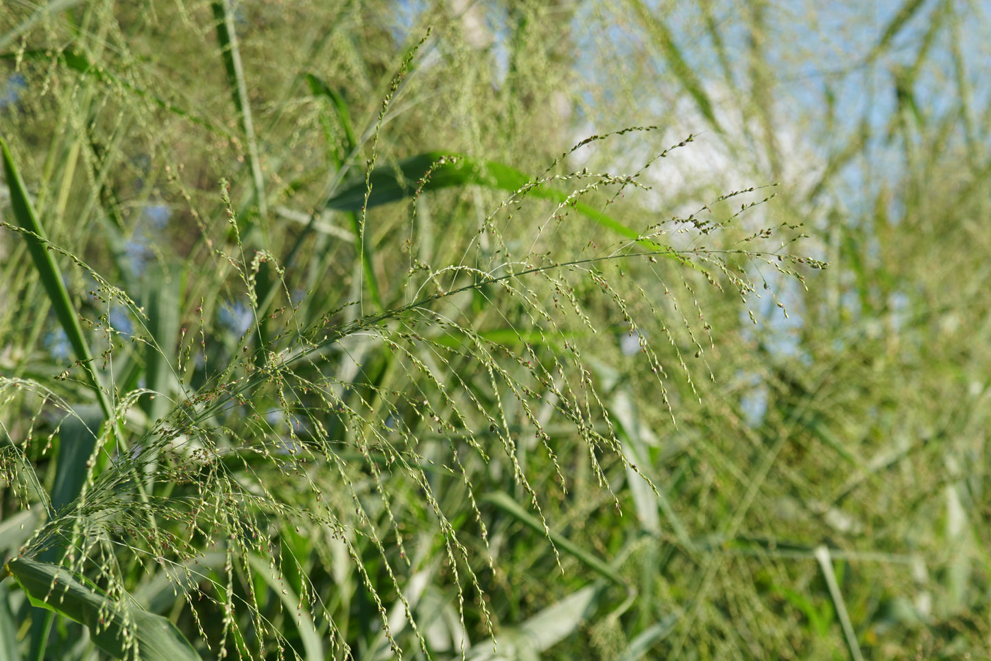 Panicum virgatum (switchgrass)