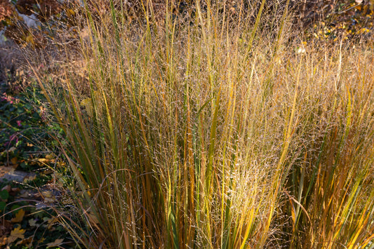 Panicum virgatum (switchgrass)