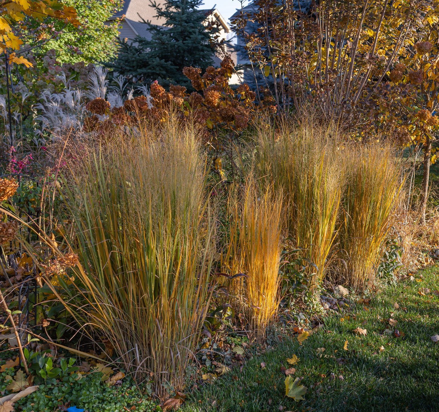 Panicum virgatum (switchgrass)