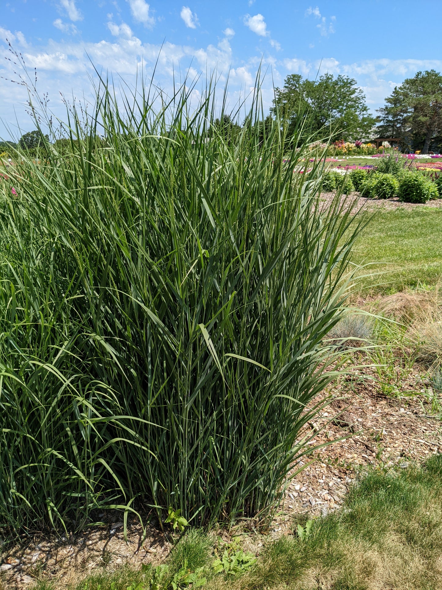 Panicum virgatum (switchgrass)