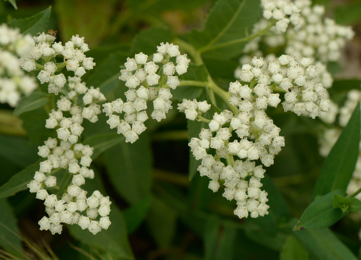 Parthenium integrifolium (wild quinine)