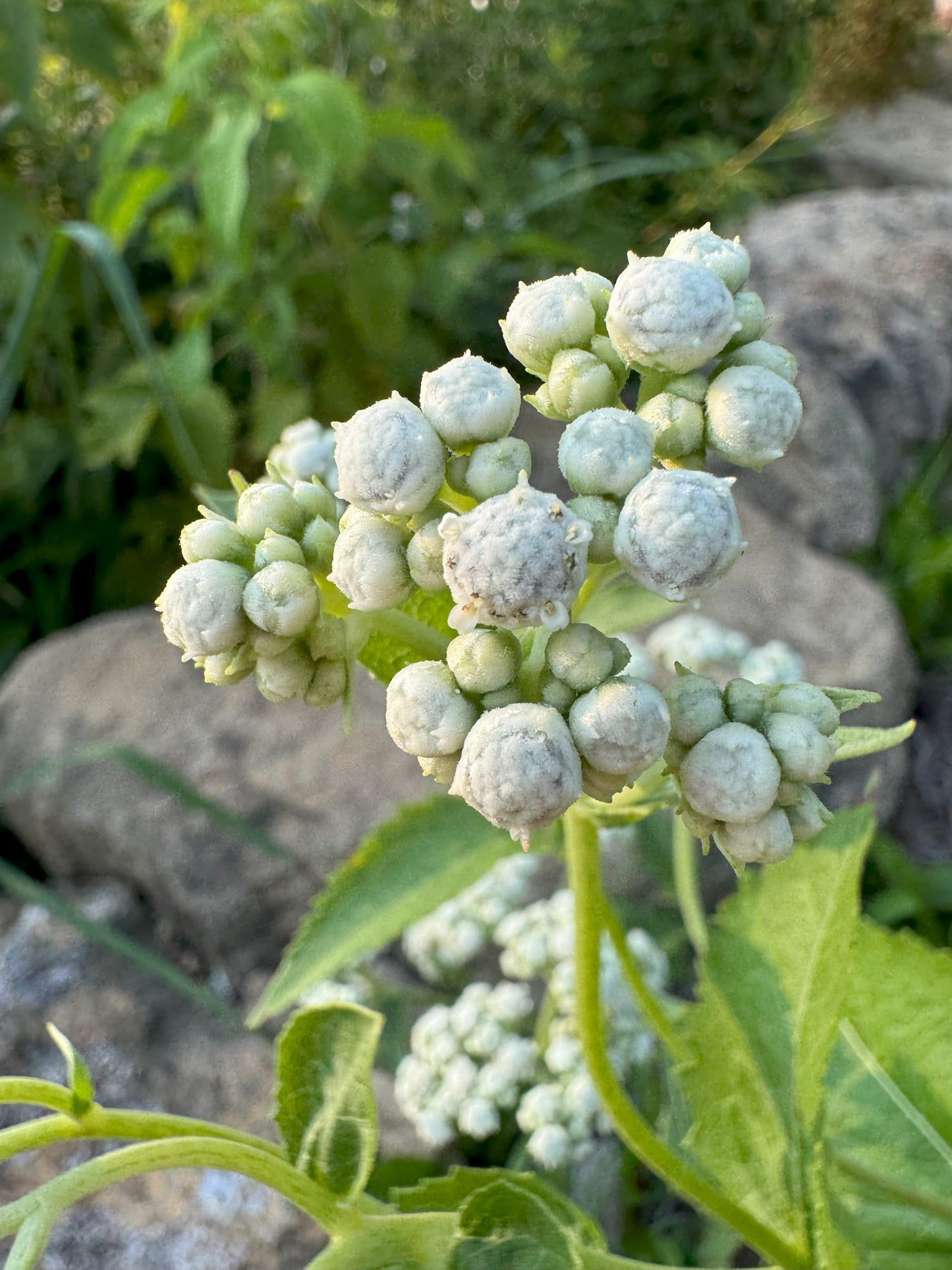 Parthenium integrifolium (wild quinine)