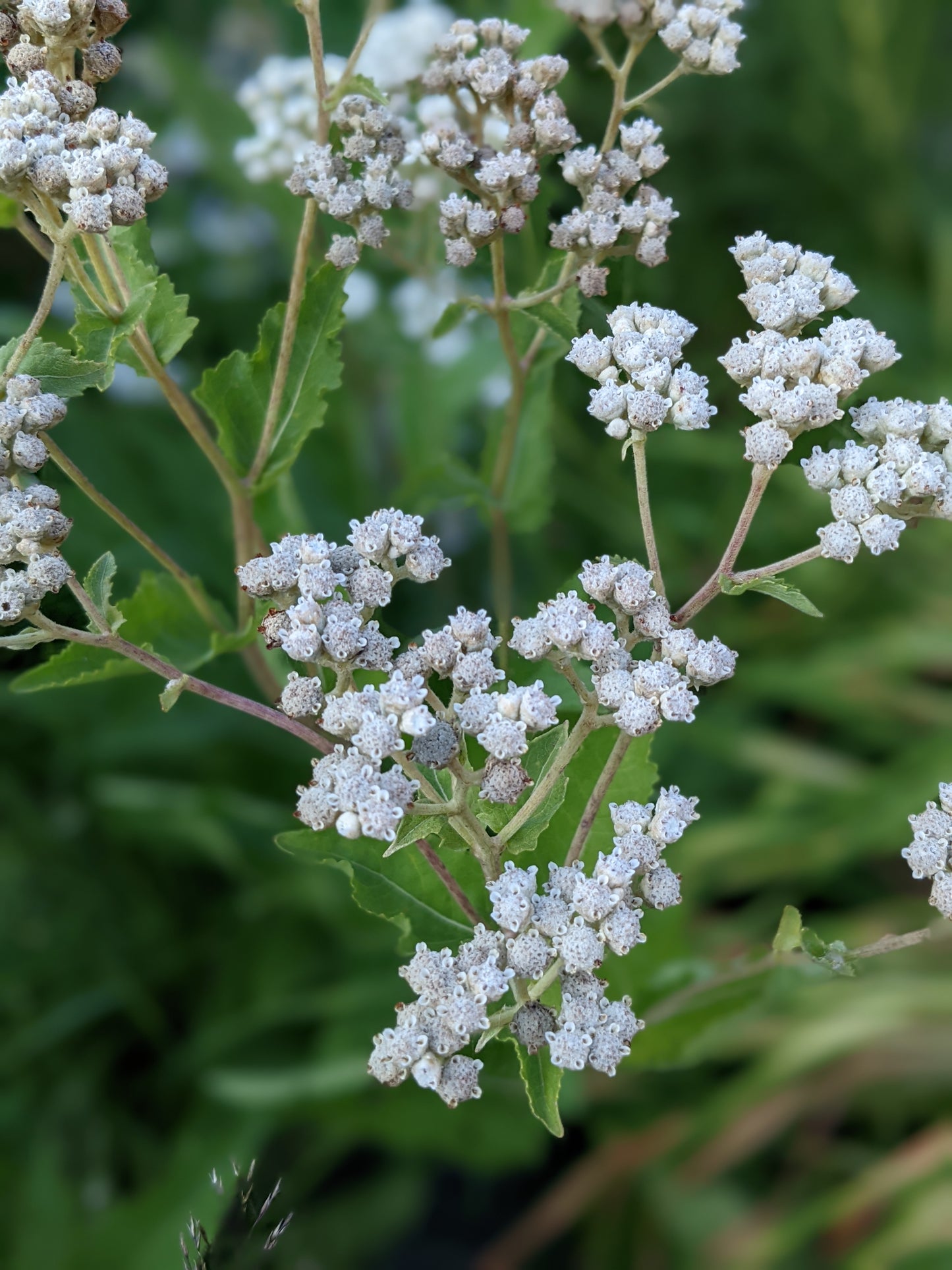 Parthenium integrifolium (wild quinine)