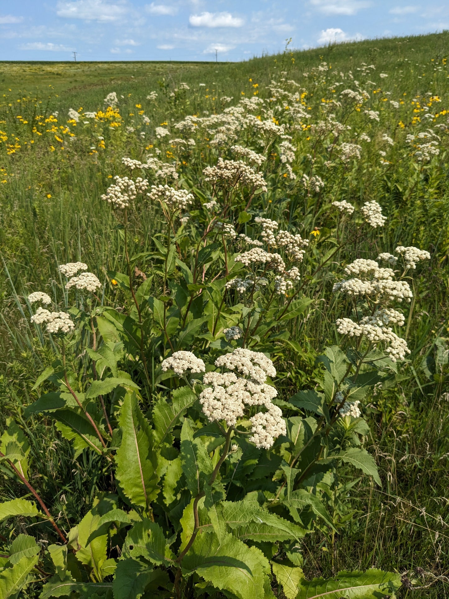 Parthenium integrifolium (wild quinine)