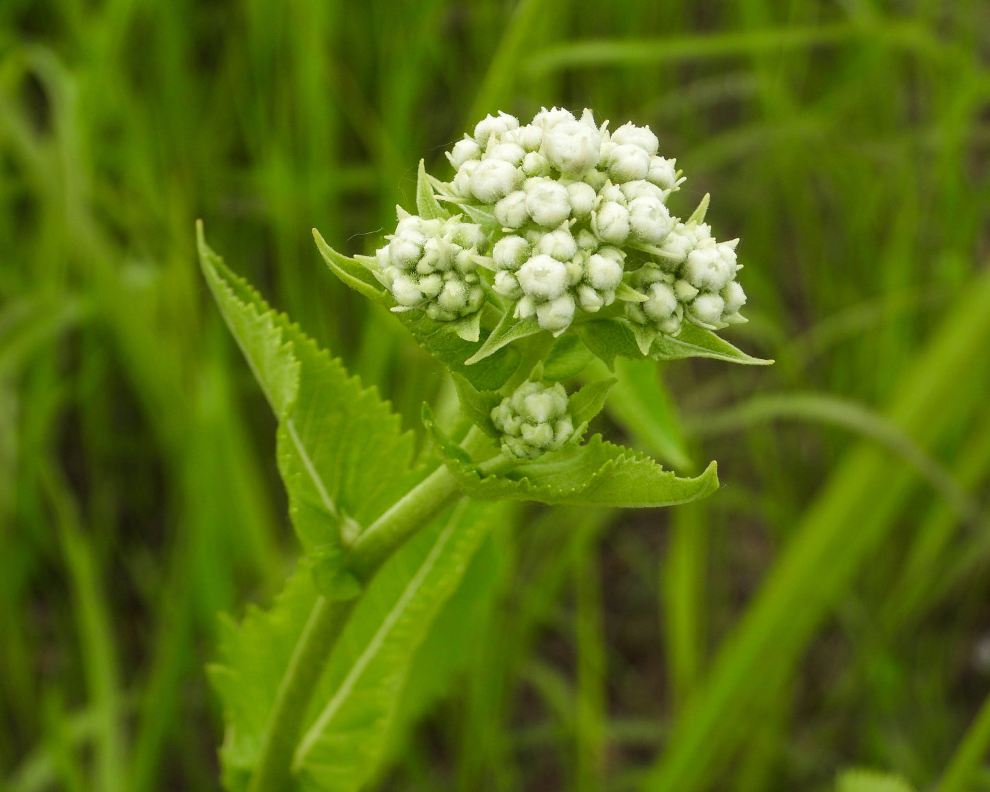 Parthenium integrifolium (wild quinine)