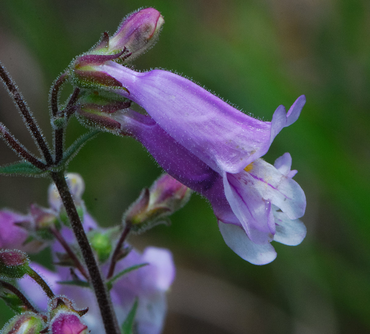 Native Penstemon Penstemon gracilis (slender beardtongue) – Tend Native Plants
