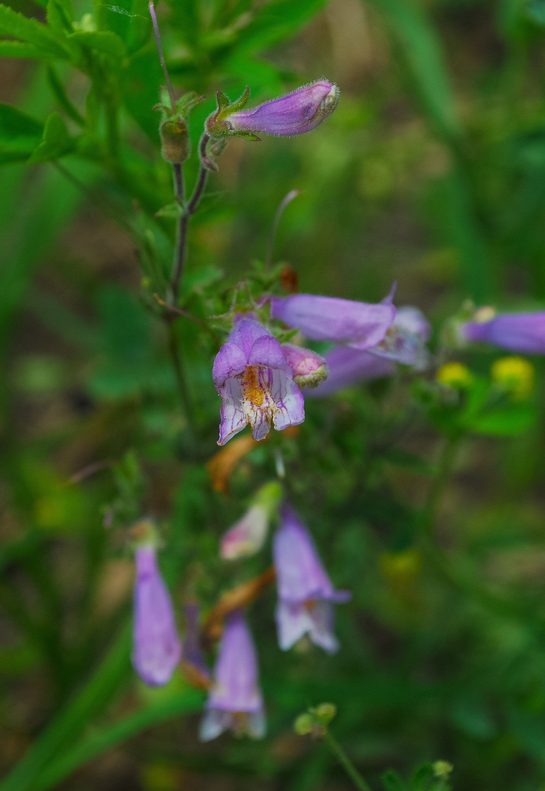 Native Penstemon Penstemon gracilis (slender beardtongue) – Tend Native Plants