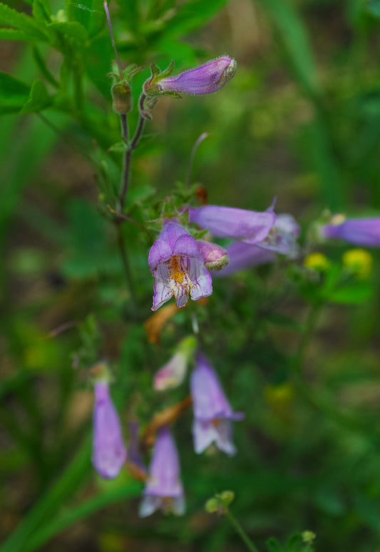 Penstemon gracilis (slender beardtongue)