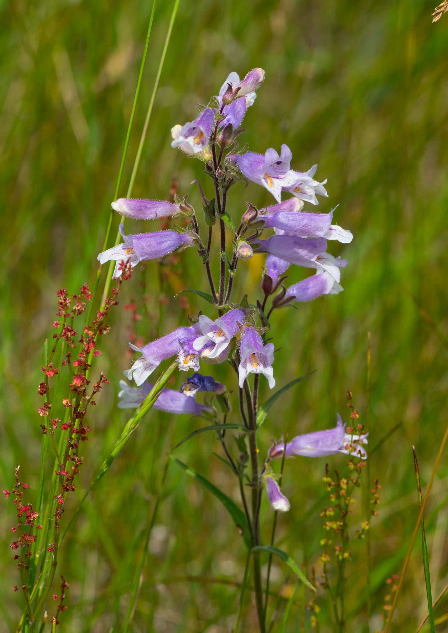 Penstemon gracilis (slender beardtongue)