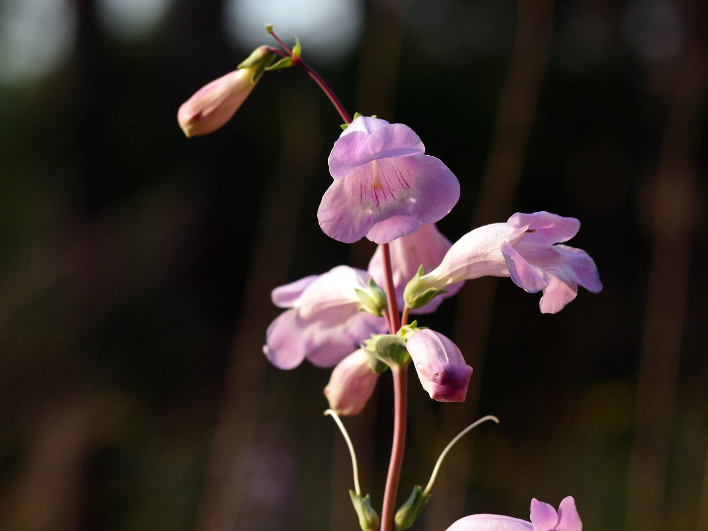 Penstemon grandiflorus (large-flowered beardtongue)